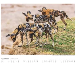 Weingarten African Wildlife Kalender 2025