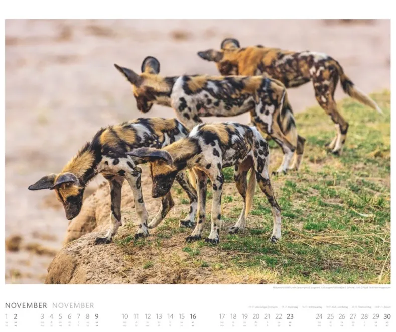 Weingarten African Wildlife Kalender 2025