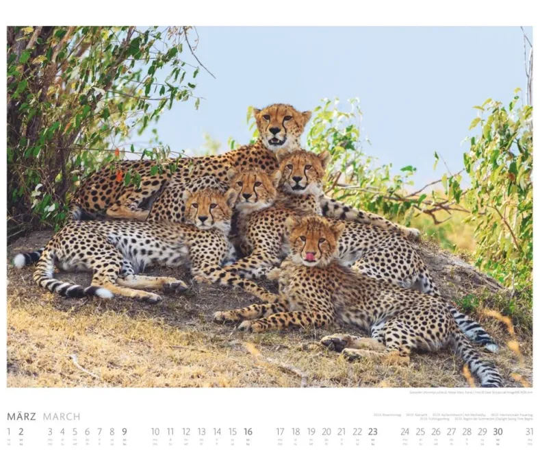Weingarten African Wildlife Kalender 2025