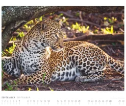 Weingarten African Wildlife Kalender 2025