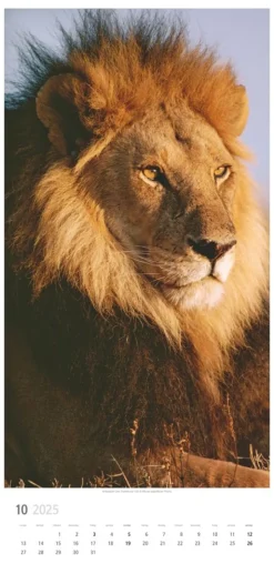 Weingarten Big Cats Kalender 2025