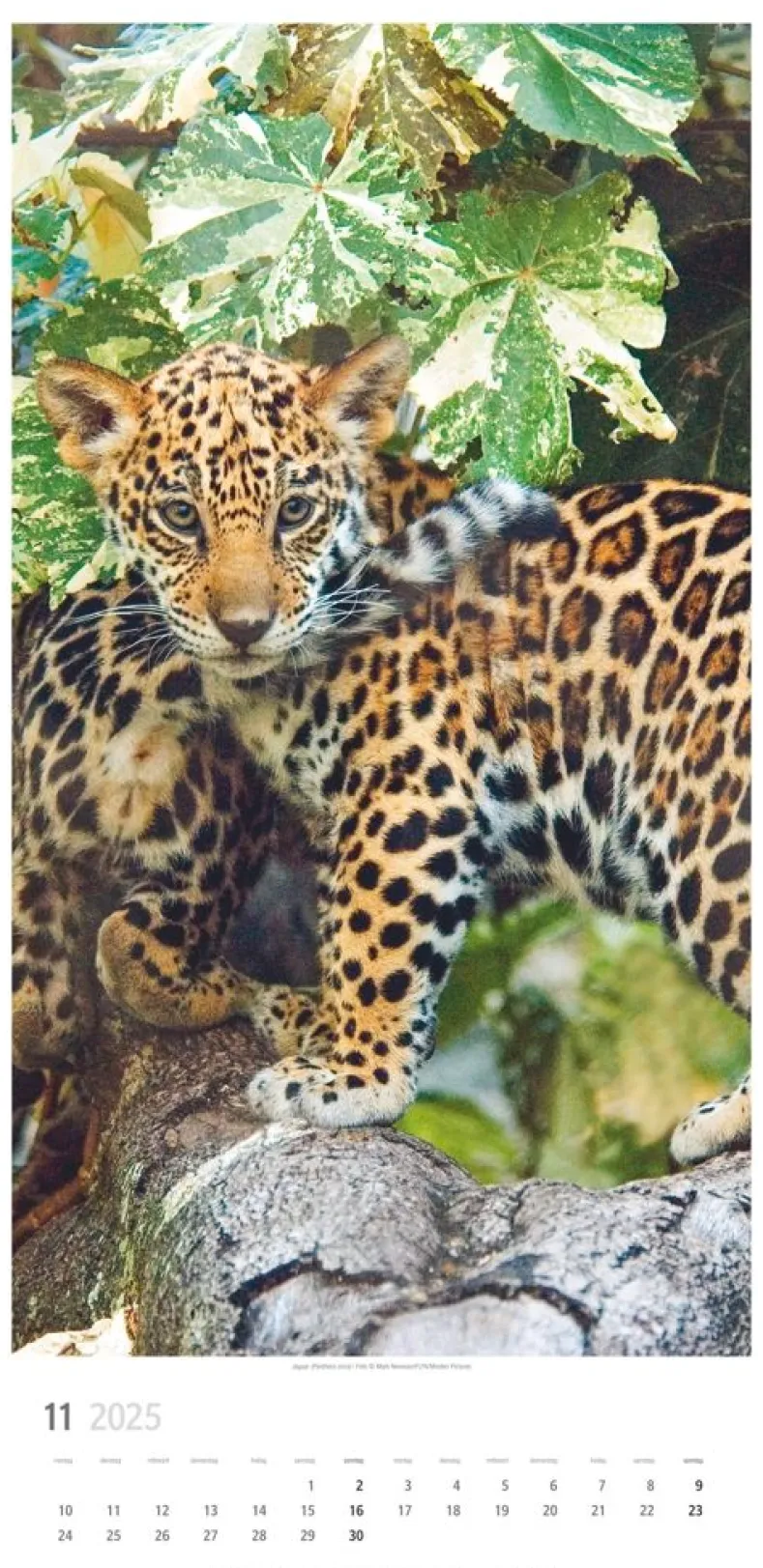 Weingarten Big Cats Kalender 2025
