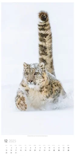 Weingarten Big Cats Kalender 2025