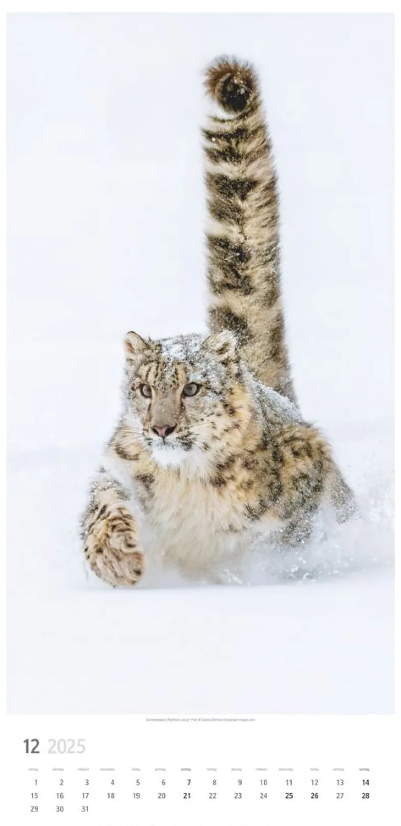 Weingarten Big Cats Kalender 2025