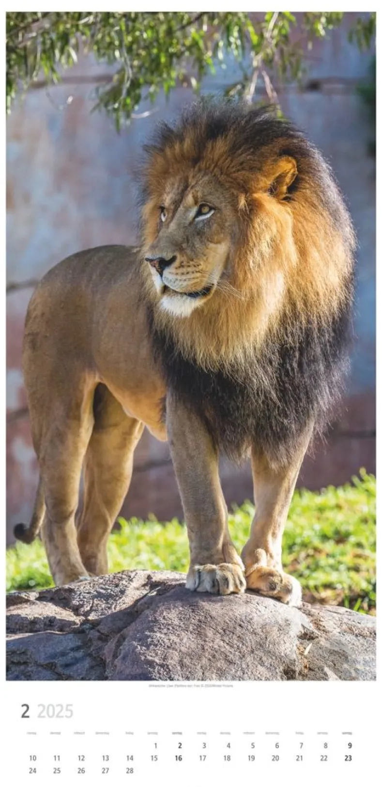 Weingarten Big Cats Kalender 2025