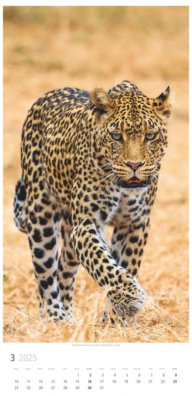 Weingarten Big Cats Kalender 2025
