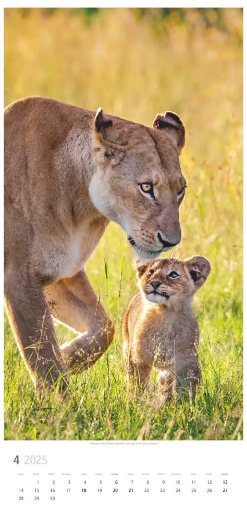 Weingarten Big Cats Kalender 2025