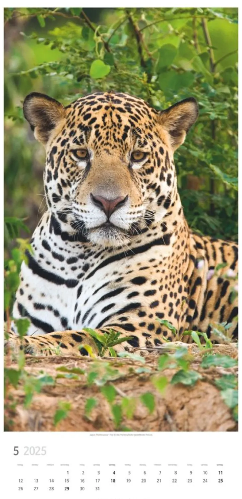Weingarten Big Cats Kalender 2025