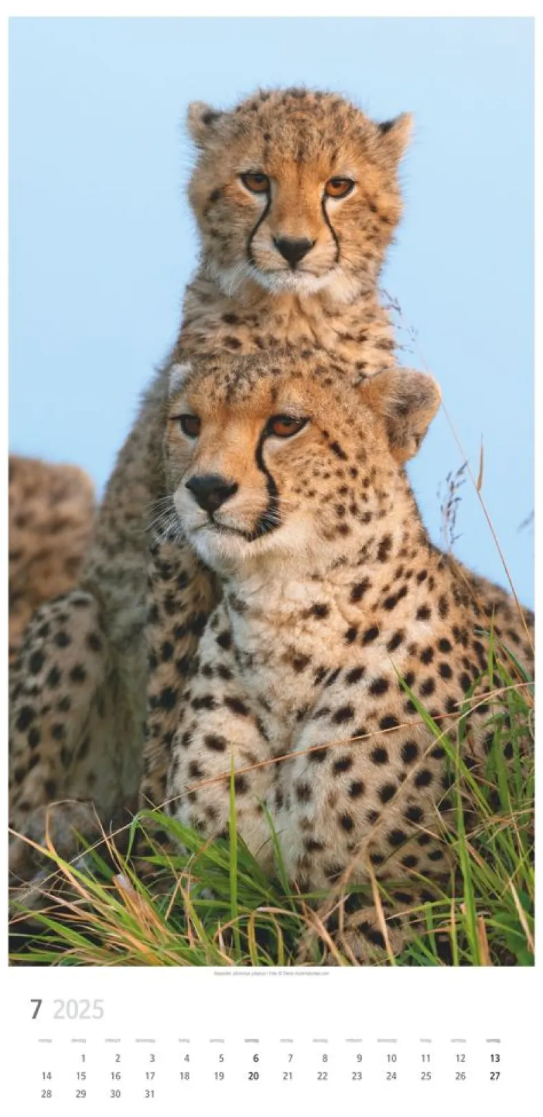 Weingarten Big Cats Kalender 2025