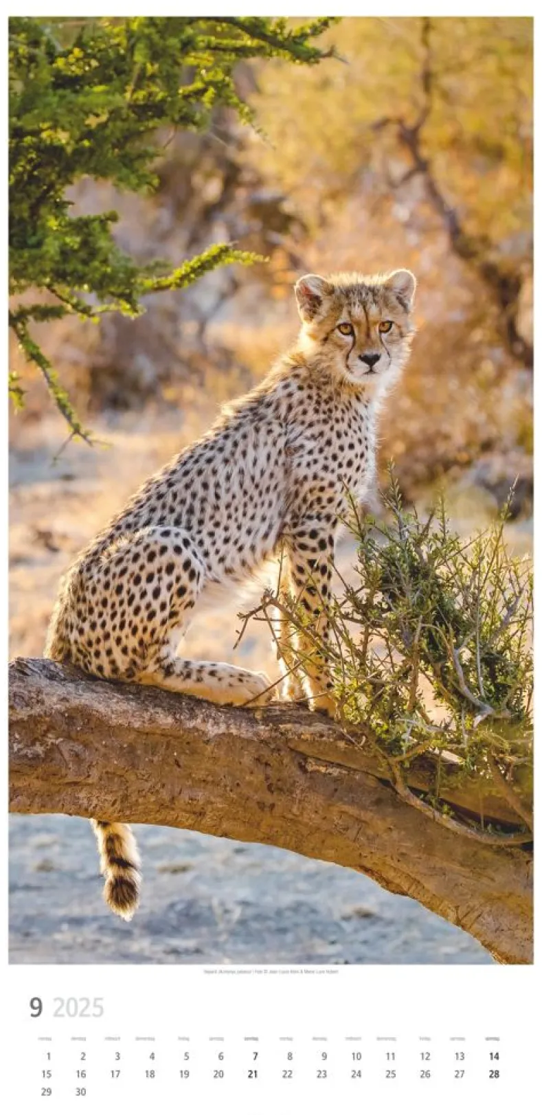Weingarten Big Cats Kalender 2025