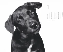 Weingarten Black & White Animals 2025