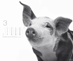 Weingarten Black & White Animals 2025