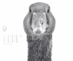 Weingarten Black & White Animals 2025