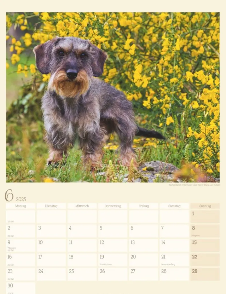 Weingarten Dackel Kalender 2025