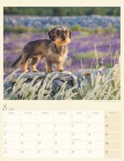 Weingarten Dackel Kalender 2025