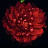Weingarten Die Magie Der Blumen Kalender 2025