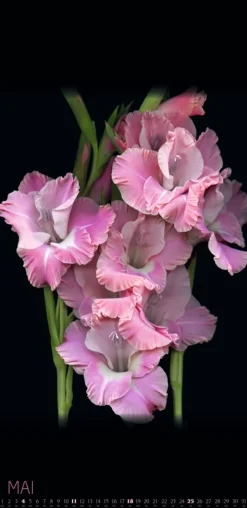 Weingarten Die Magie Der Blumen Kalender 2025