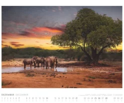 Weingarten Elefanten Kalender 2025