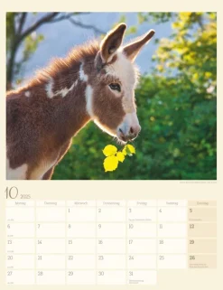 Weingarten Esel Kalender 2025