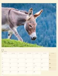 Weingarten Esel Kalender 2025