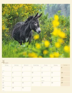Weingarten Esel Kalender 2025