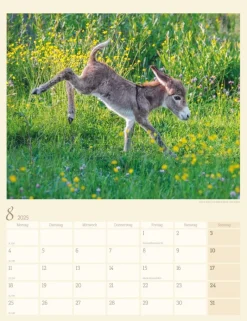 Weingarten Esel Kalender 2025