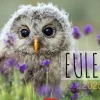 Weingarten Eulen Kalender 2025