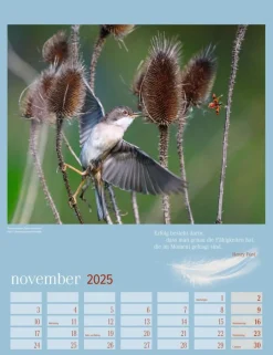 Weingarten Heimische Vogel Kalender 2025
