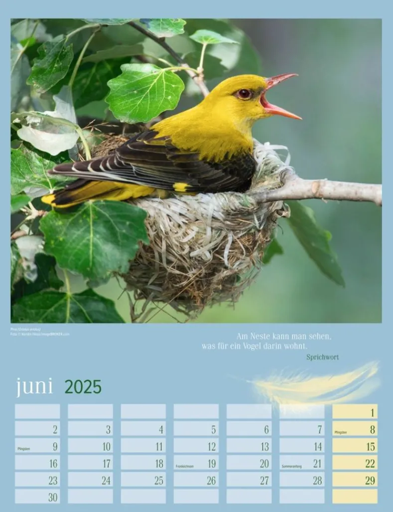 Weingarten Heimische Vogel Kalender 2025