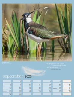 Weingarten Heimische Vogel Kalender 2025
