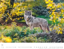 Weingarten Heimische Wildtiere Kalender 2025