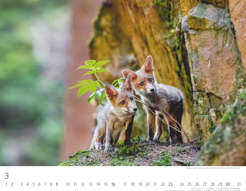 Weingarten Heimische Wildtiere Kalender 2025