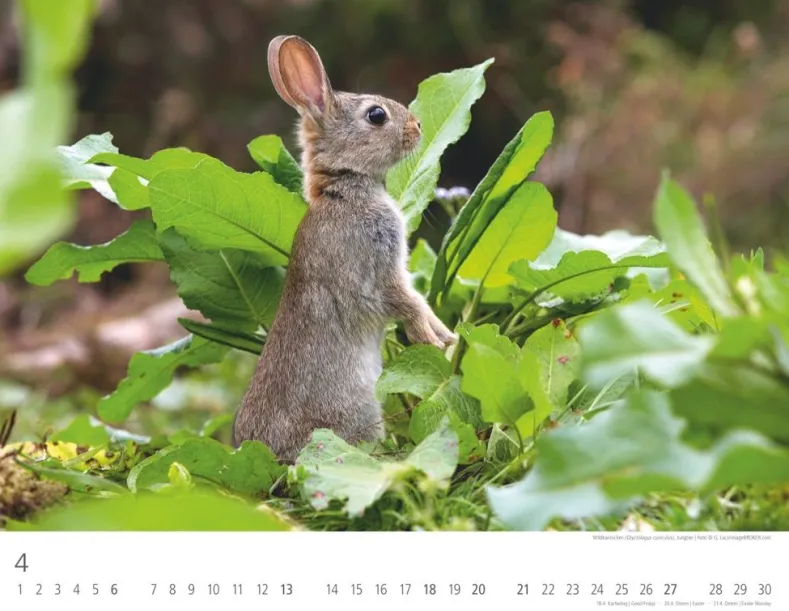 Weingarten Heimische Wildtiere Kalender 2025