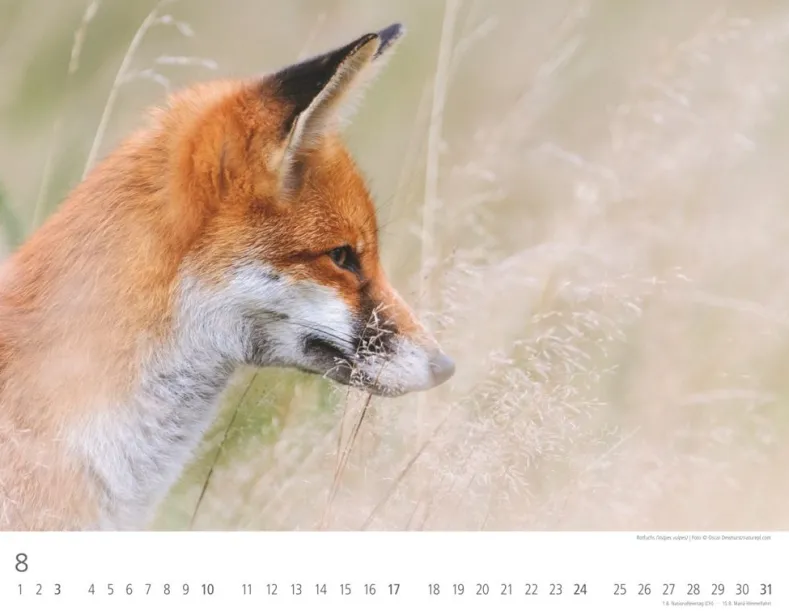 Weingarten Heimische Wildtiere Kalender 2025