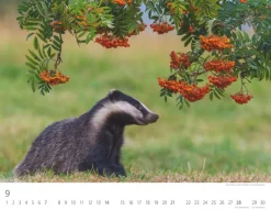 Weingarten Heimische Wildtiere Kalender 2025