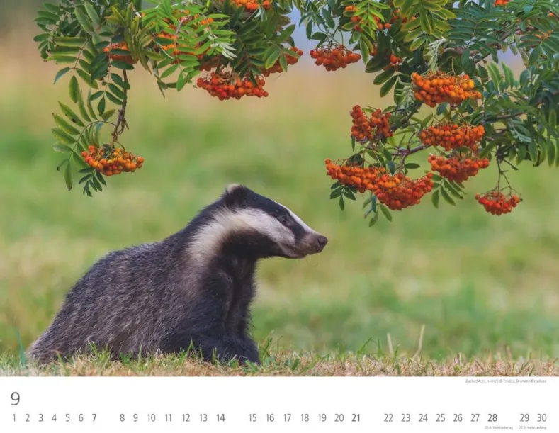 Weingarten Heimische Wildtiere Kalender 2025