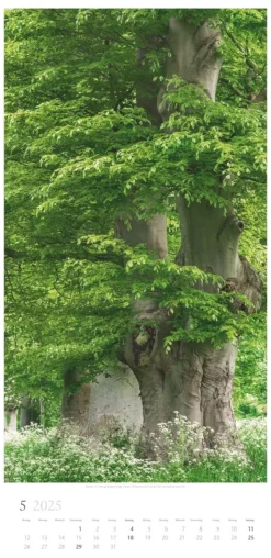 Weingarten Im Wald Kalender 2025