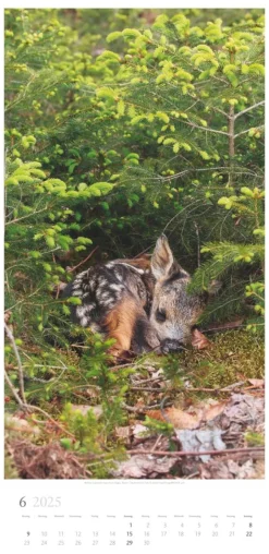 Weingarten Im Wald Kalender 2025