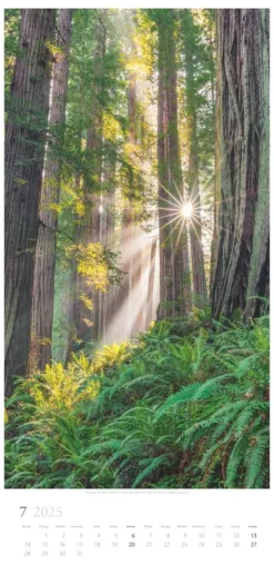 Weingarten Im Wald Kalender 2025