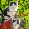 Weingarten Katzen Auf Dem Lande Kalender 2025