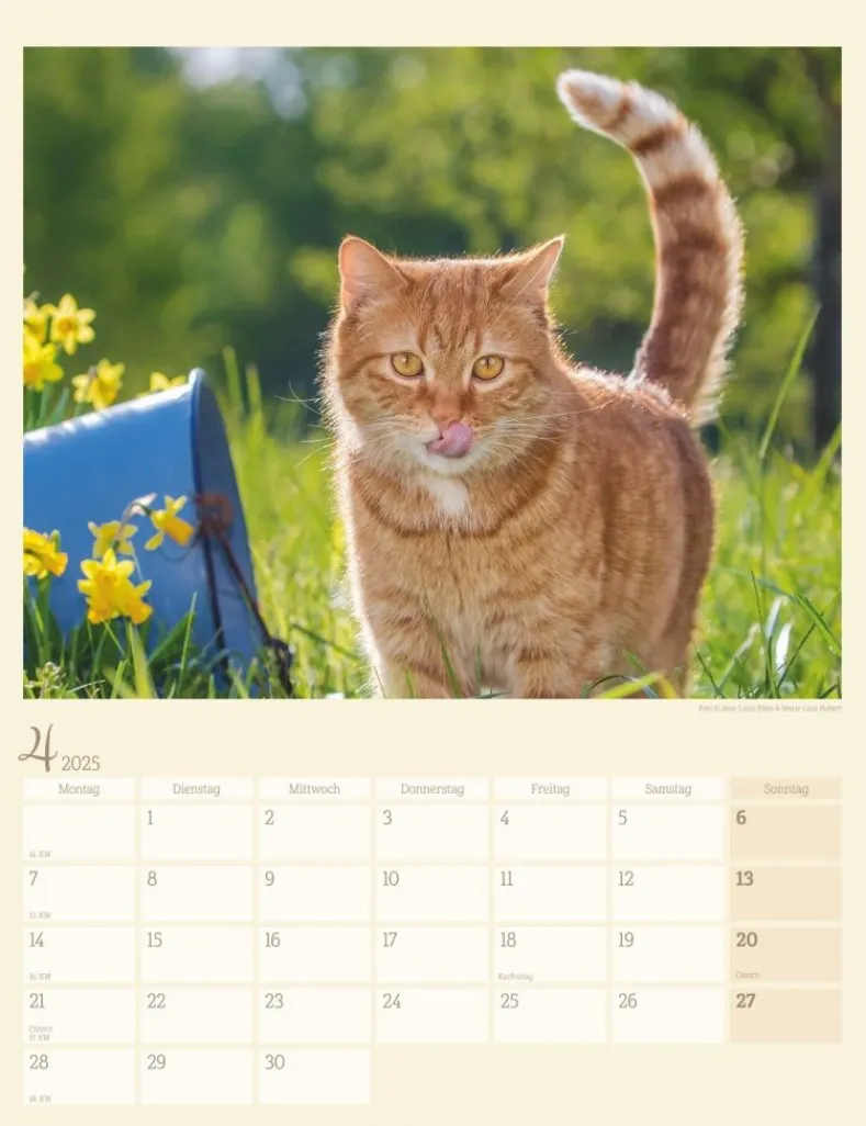 Weingarten Katzen Auf Dem Lande Kalender 2025