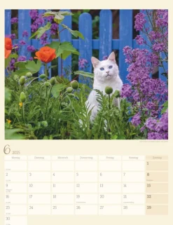 Weingarten Katzen Auf Dem Lande Kalender 2025