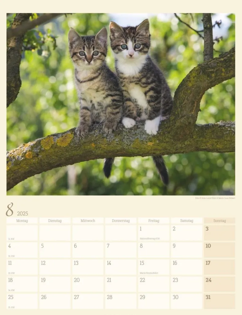 Weingarten Katzen Auf Dem Lande Kalender 2025
