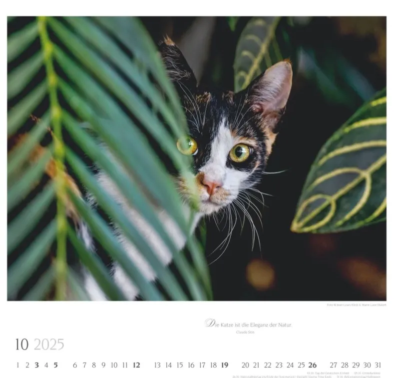 Weingarten Katzen Diven Auf Samtpfoten Kalender 2025