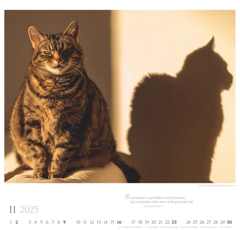Weingarten Katzen Diven Auf Samtpfoten Kalender 2025