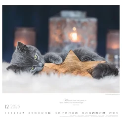 Weingarten Katzen Diven Auf Samtpfoten Kalender 2025
