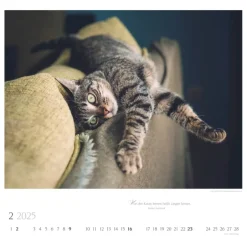 Weingarten Katzen Diven Auf Samtpfoten Kalender 2025