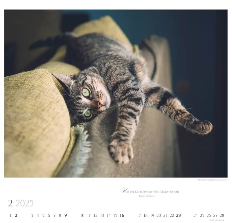 Weingarten Katzen Diven Auf Samtpfoten Kalender 2025