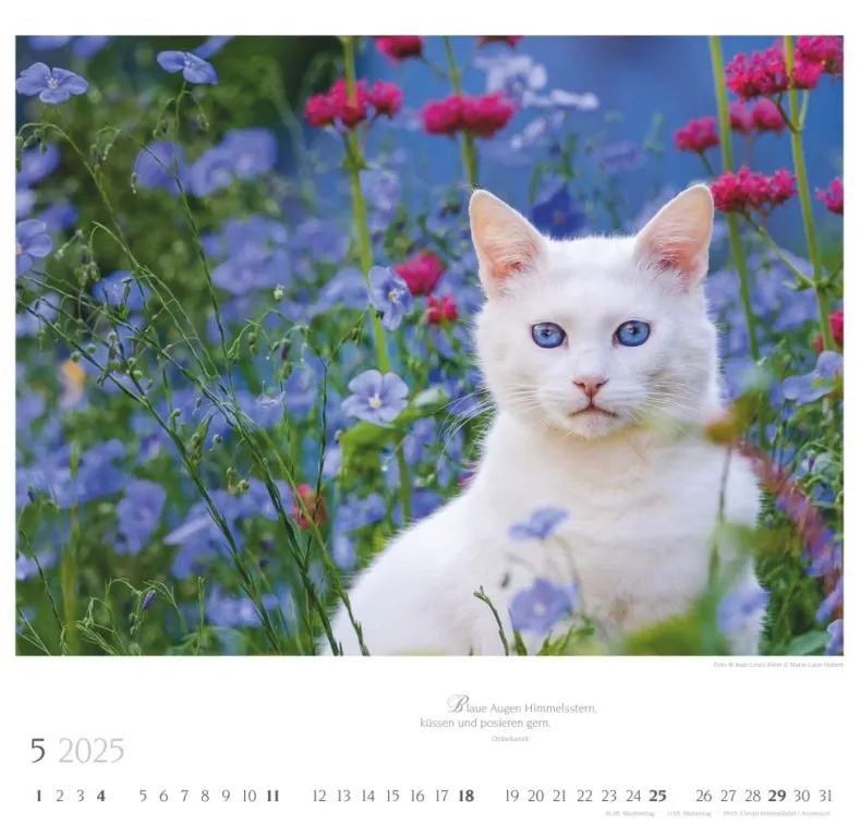 Weingarten Katzen Diven Auf Samtpfoten Kalender 2025