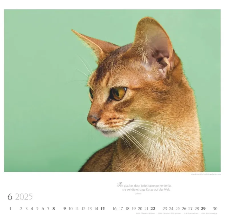 Weingarten Katzen Diven Auf Samtpfoten Kalender 2025